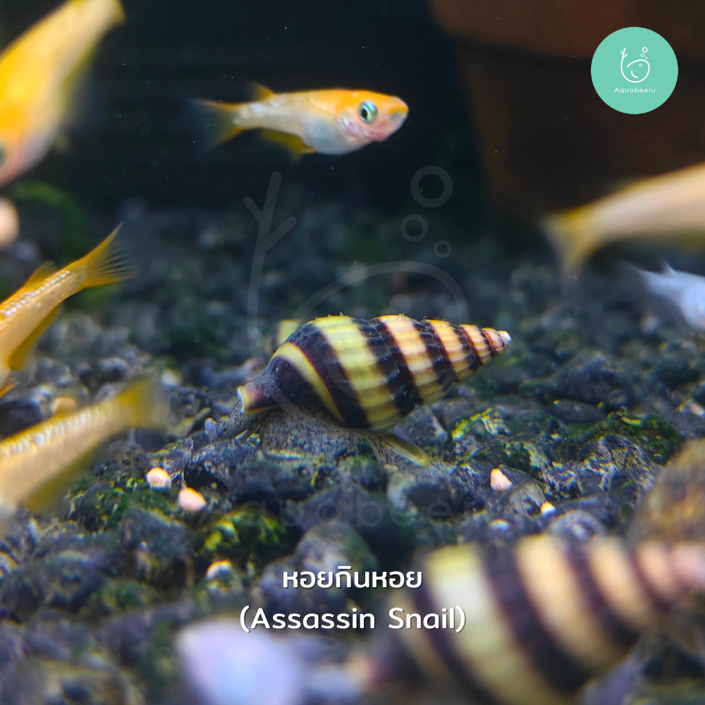 หอยกินหอย (Assassin Snail)