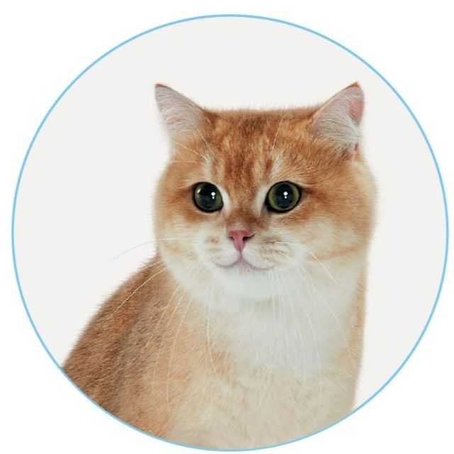An Image