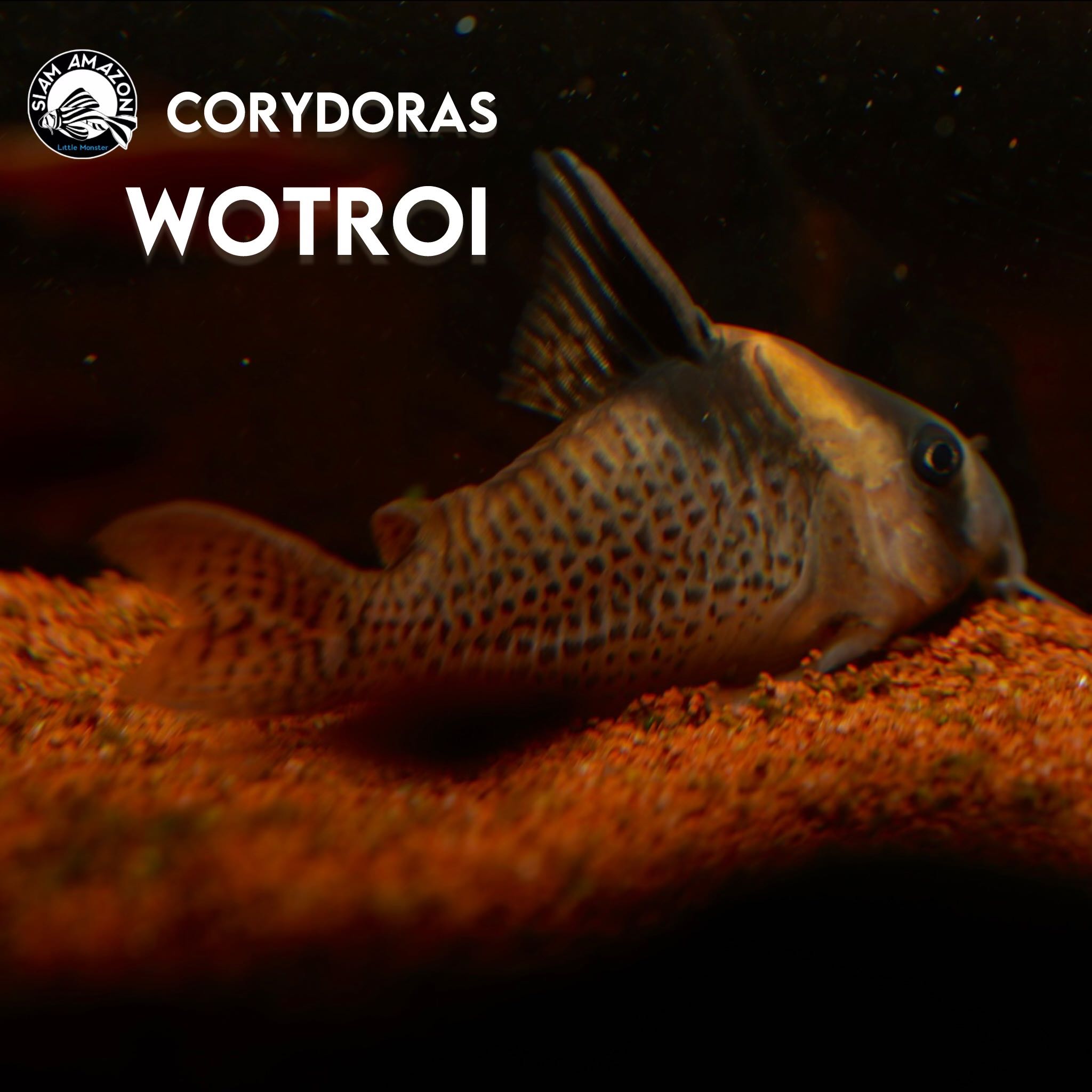 Corydoras Wotroi XL ไซส์ 2 นิ้ว 🇨🇴