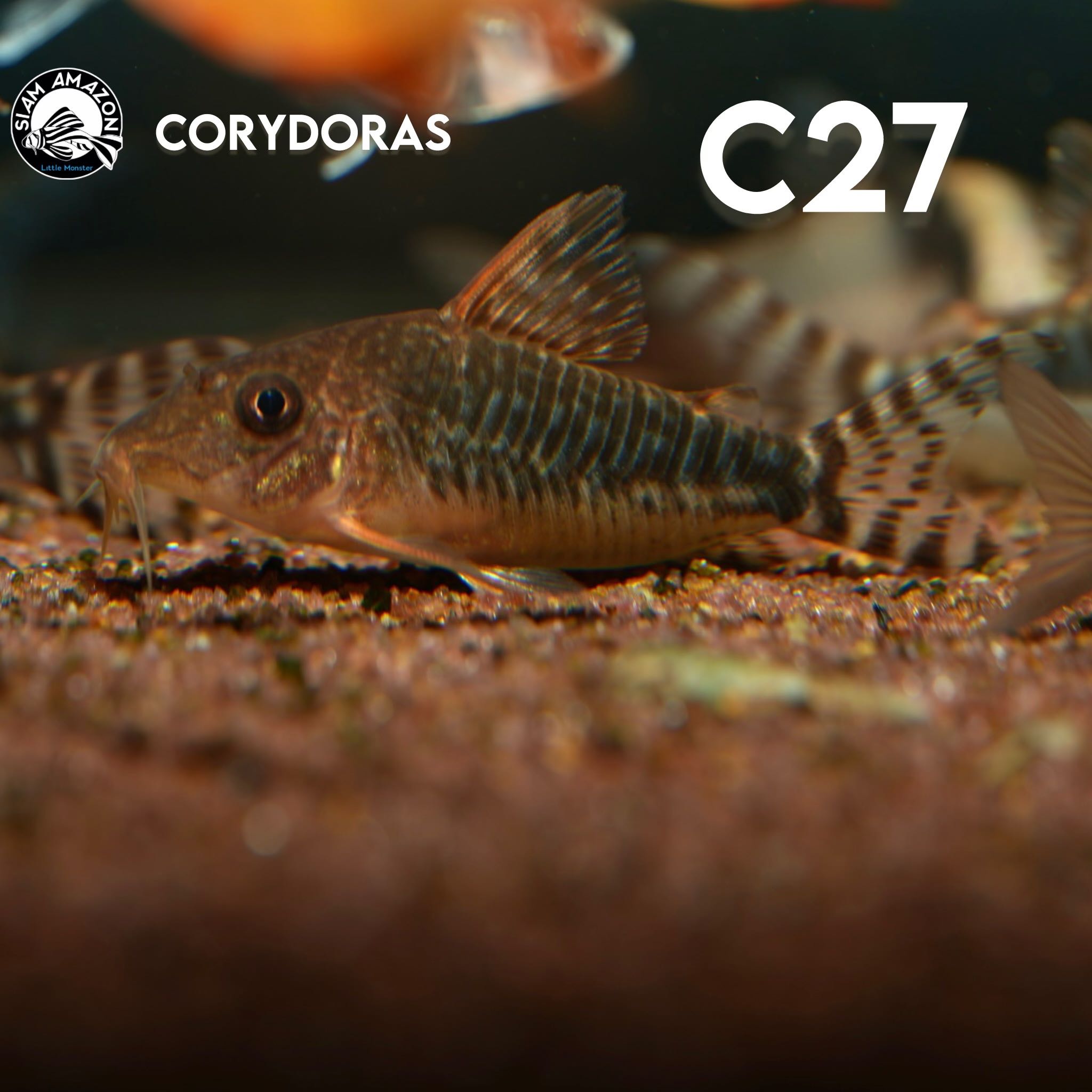 ปลาแพะ Corydoras C27 ไซส์ 2 นิ้ว 🇧🇷