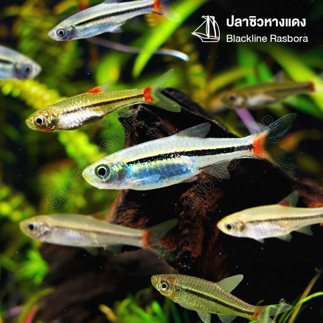 ปลาซิวหางแดง (Blackline Rasbora) ขายเซทละ 5ตัว/12ตัว ไซส์ประมาณ 2cm