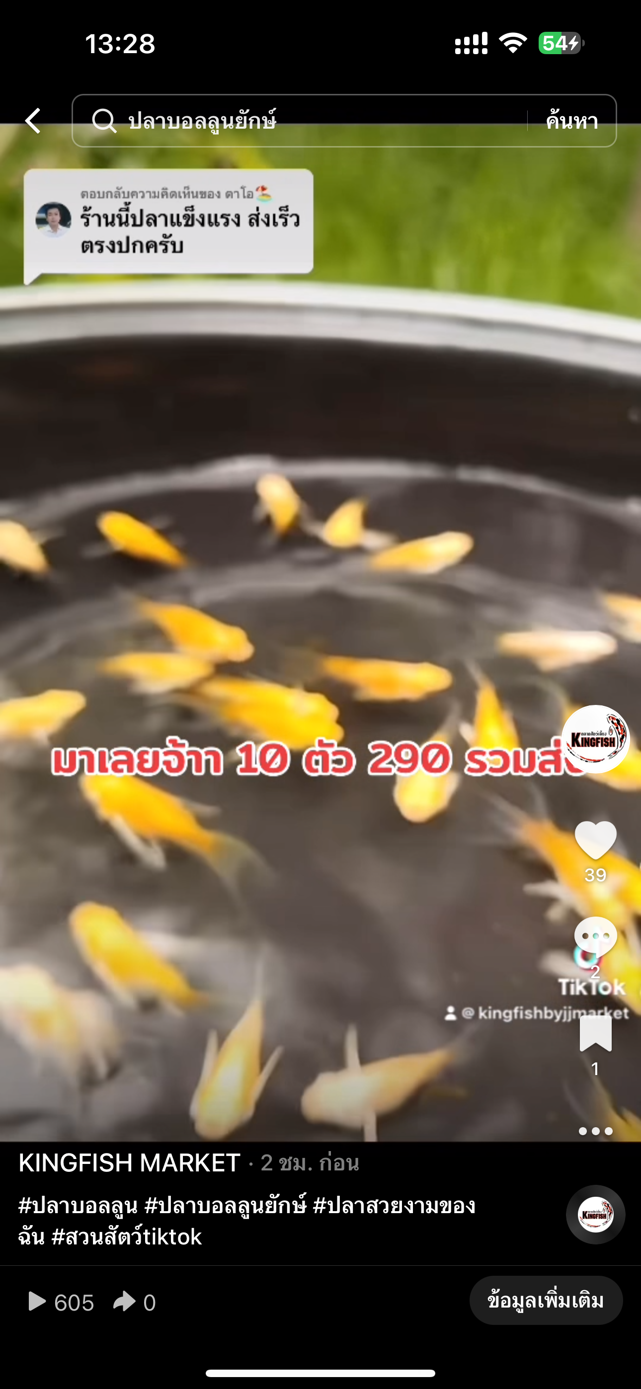 ปลาบอลลูนหางบ่วง XL สีเหลืองสโนว์ 10 ตัว