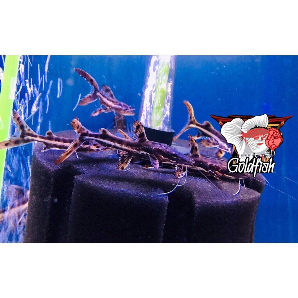 ปลาไทเกอร์โชวเวลโนส ไซร้3นิ้ว มีประกันสินค้าคะ