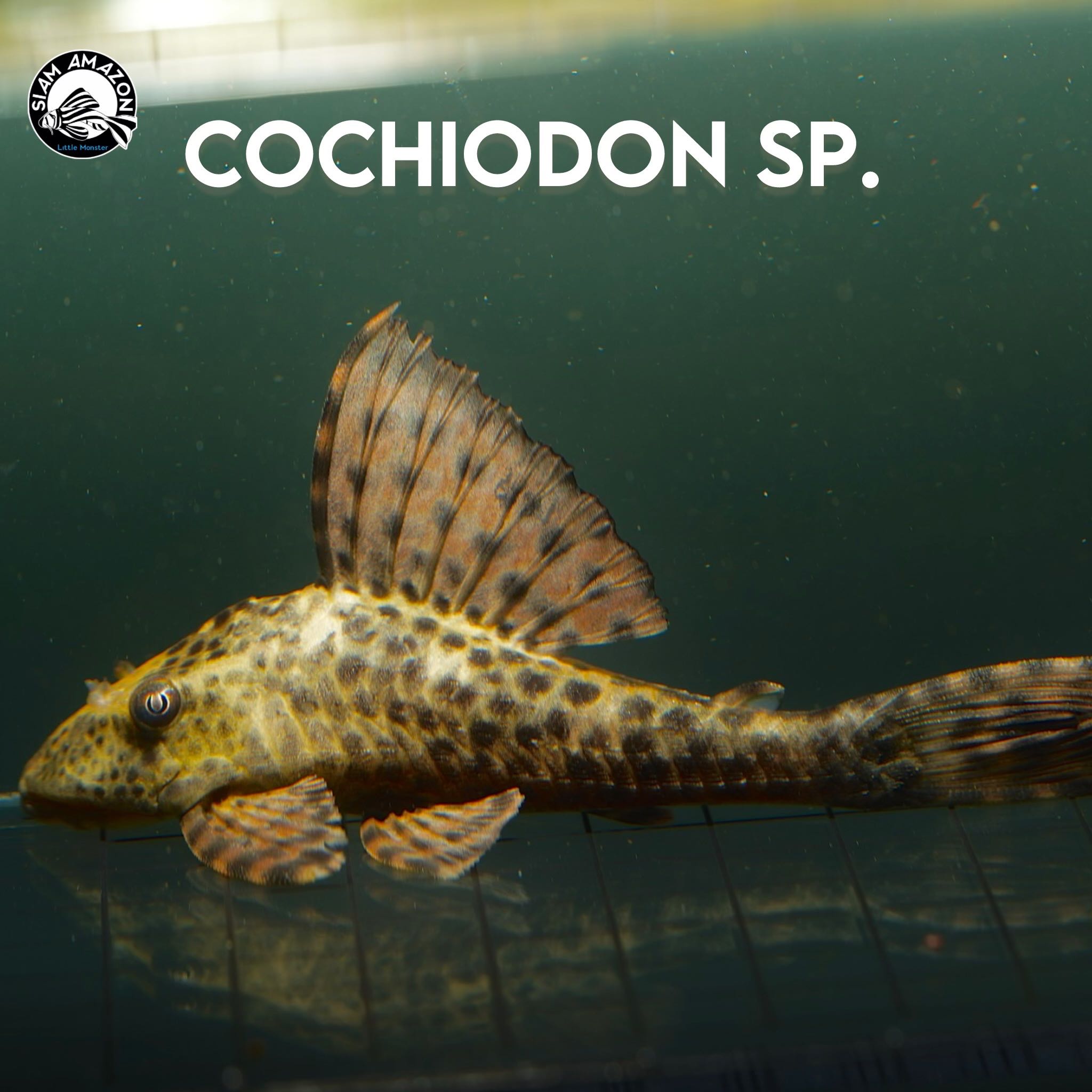  Cochiodon sp. ไซส์ 3.5-4 นิ้ว 🇵🇪
