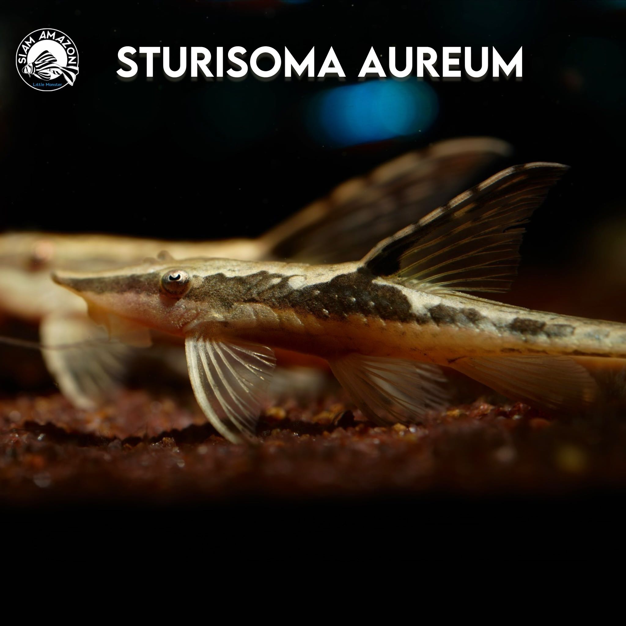 Sturisoma Aureum ไซส์ 4.5 นิ้ว 🇨🇴
