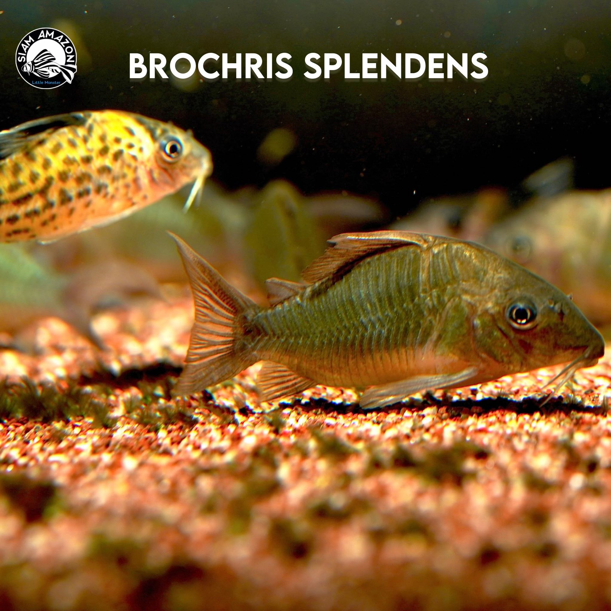 พร้อมส่ง Corydoras Brochris Splendens ไซส์ 2 นิ้ว 🇵🇪