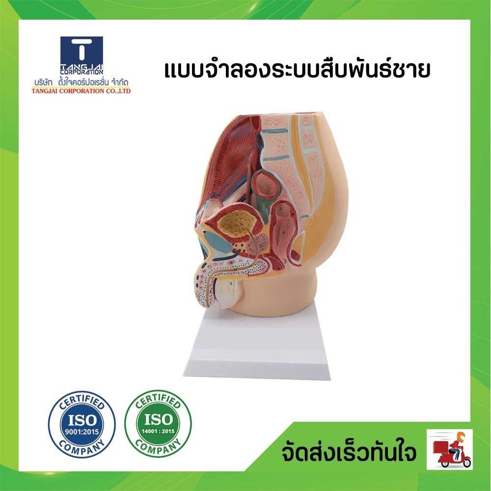 แบบจำลองระบบสืบพันธุ์ชาย สเปค สพฐ.
