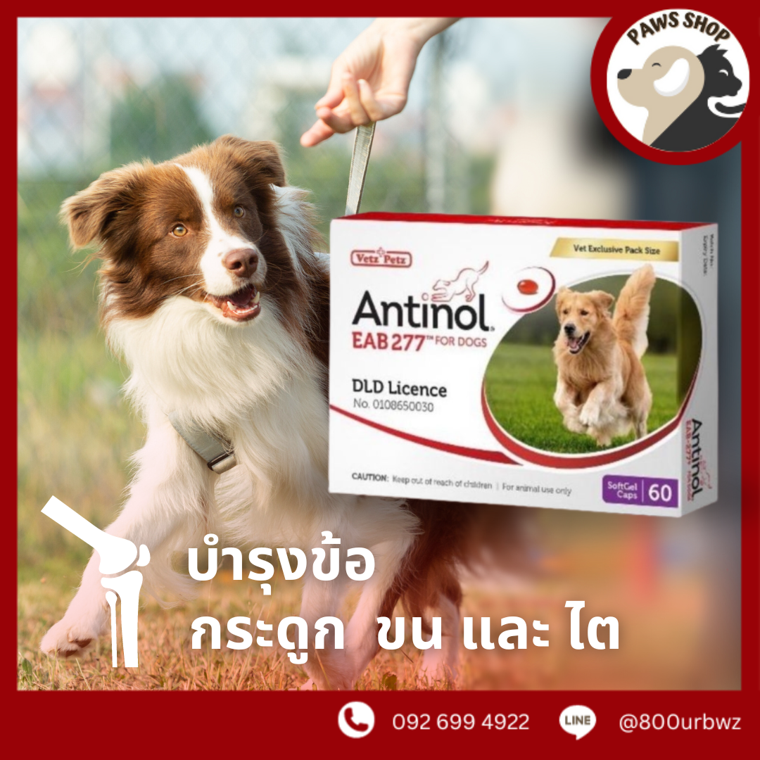 [ถูกสุดของแท้] Antinol Dog ช่วยบำรุงข้อ กระดูก ขน ผิวหนัง และไต (แบ่งขาย 30 caps ) (1 กล่อง 60 caps)