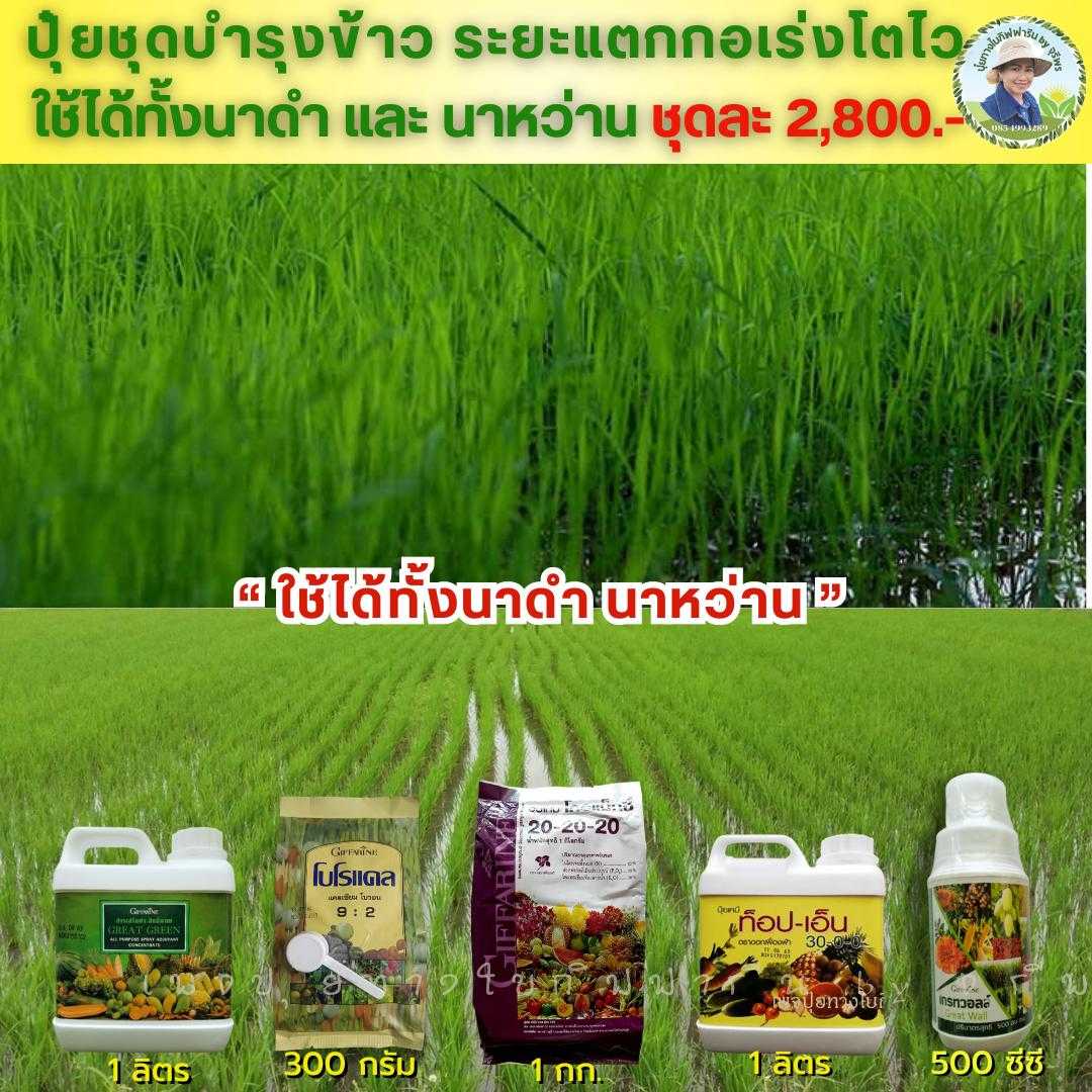 ปุ๋ยชุดบำรุงข้าว ระยะบำรุงต้น แตกกอ ต้นโตไว ใบงาม ปลอดโรค