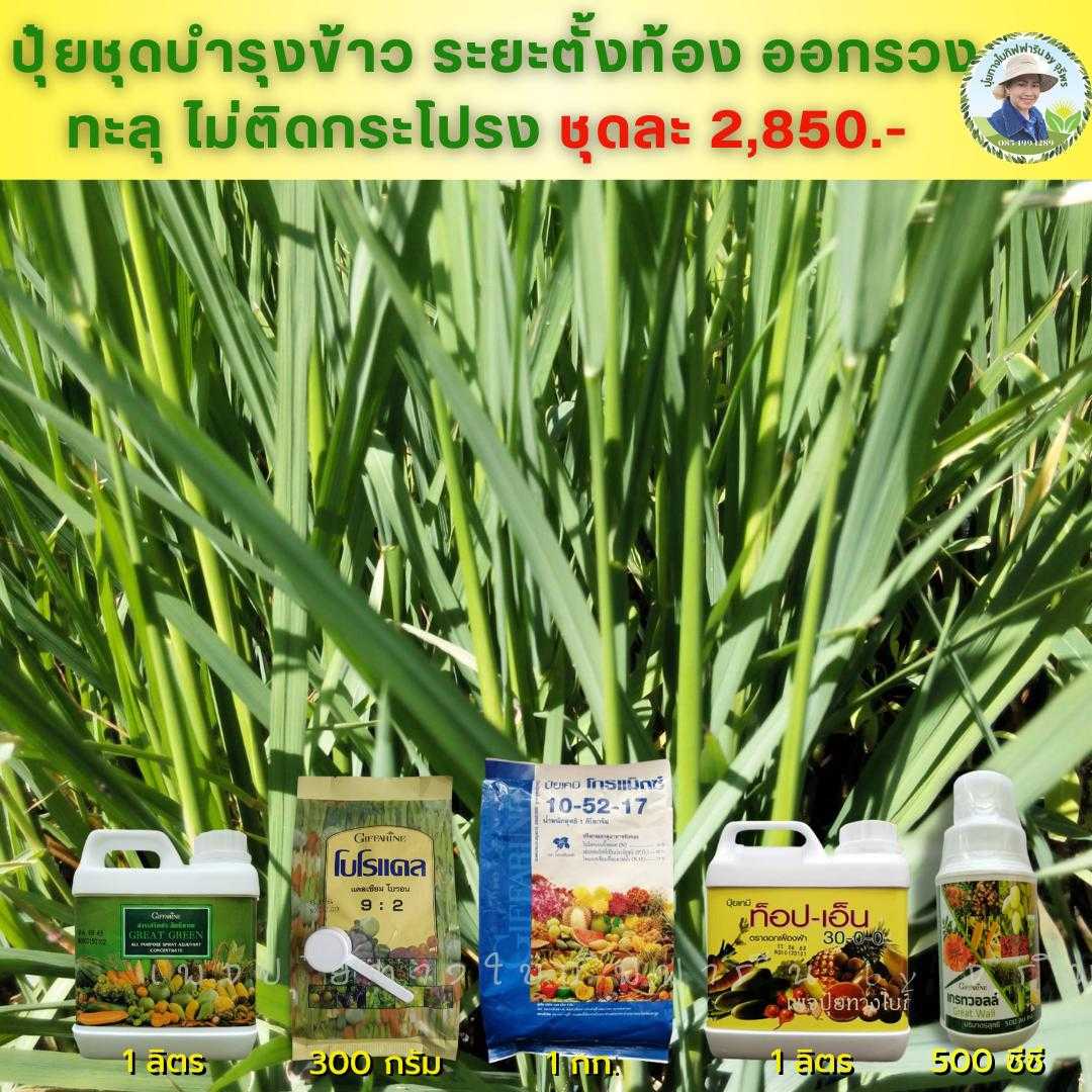 ปุ๋ยชุดบำรุงข้าว 5รายการ ระยะข้าวตั้งท้อง ช่วยให้รวยใหญ่ ออกทะลุ ไม่ติดกระโปรง 