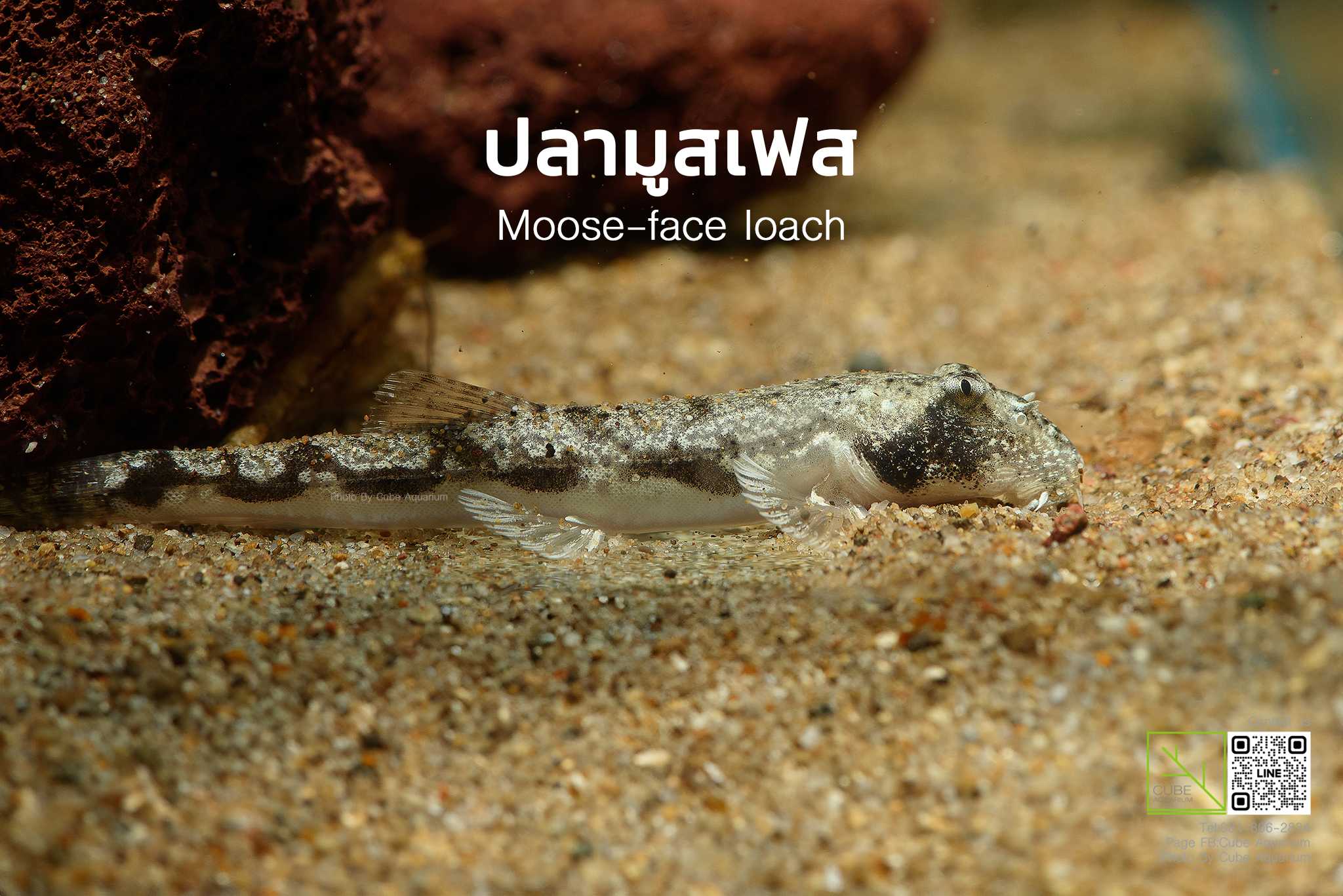ปลามูสเฟส  Moose-face loach  Canthophrys gongota  2.7นิ้ว