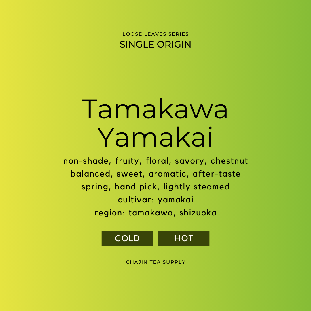 SENCHA: TAMAKAWA YAMAKAI, Shizuoka (Single Origin)