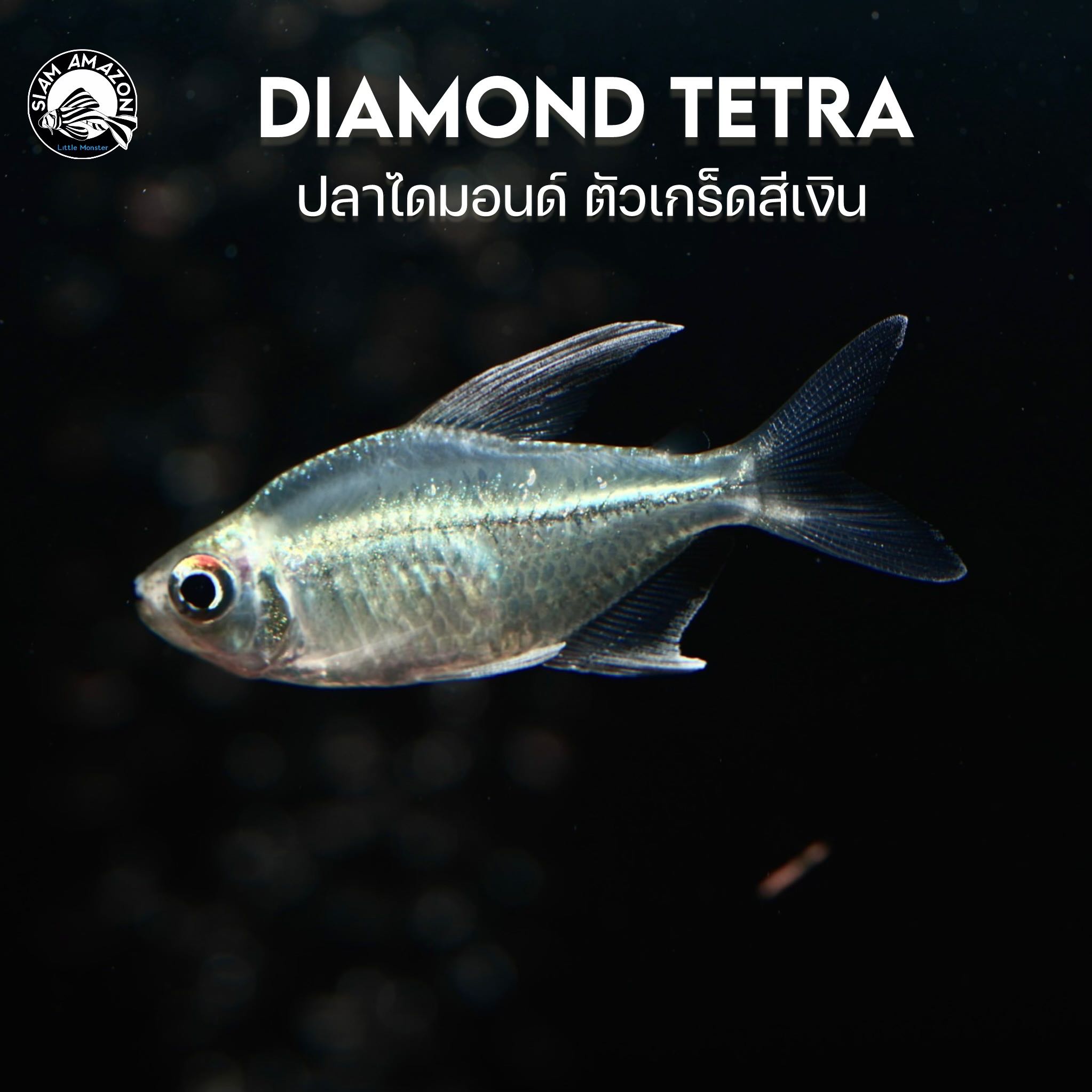 ปลาไดมอนด์ เตตร้า Diamond Tetra ไซส์ 2 นิ้ว