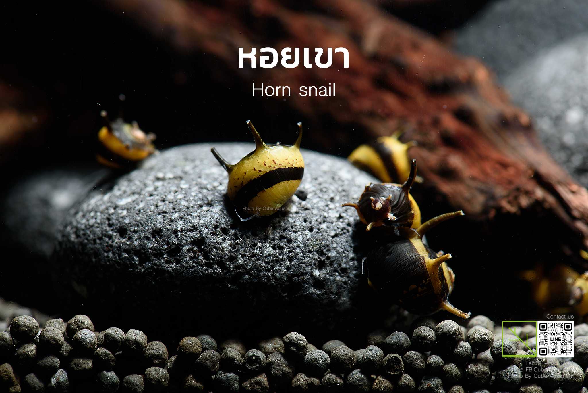 หอยเขา Horn snail 