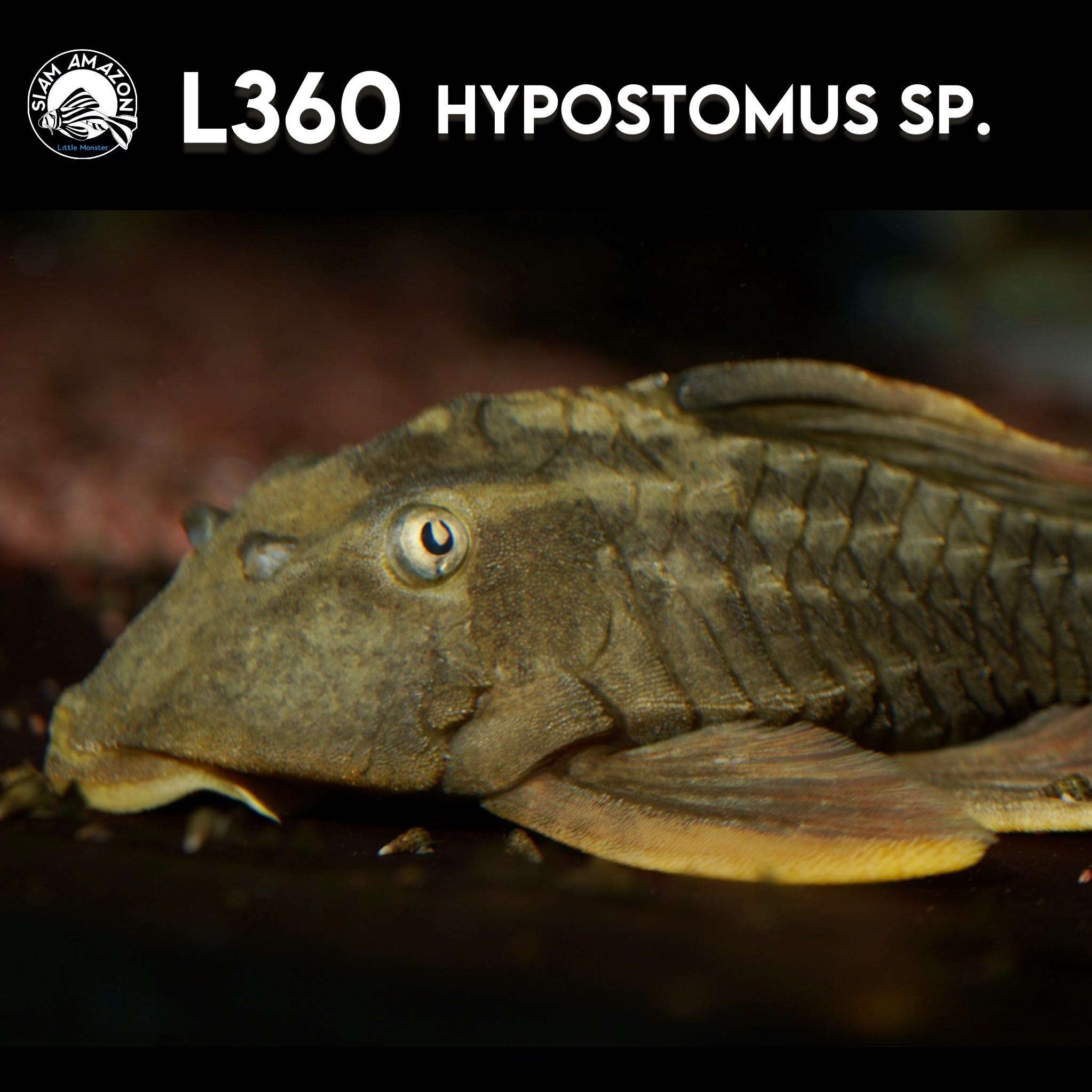 L360 Hypostomus Sp. ไซส์ 7 นิ้ว