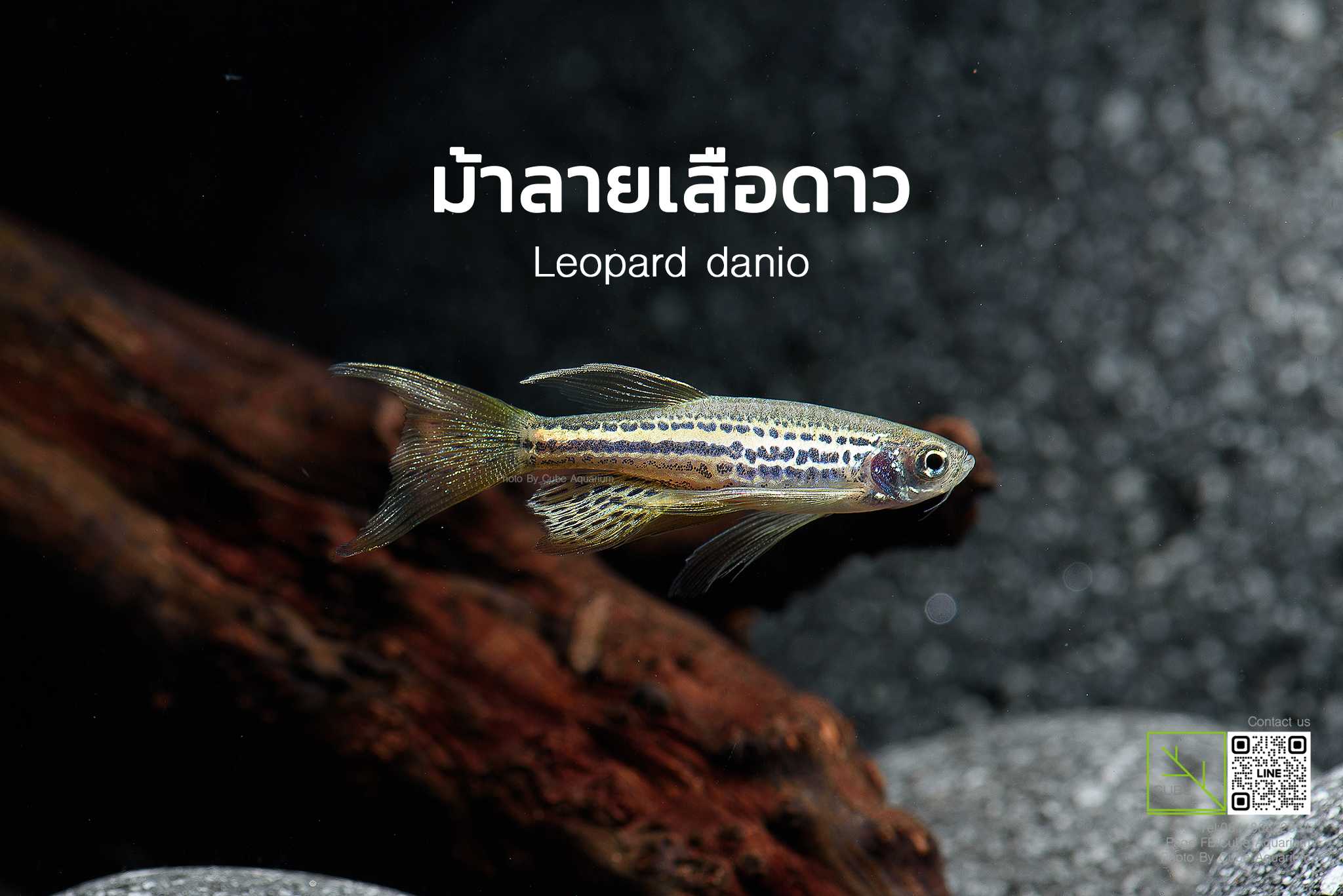ปลาม้าลายเสือดาว  Leopard danio 1.3นิ้ว